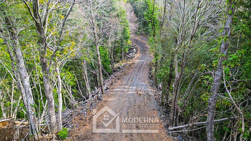 Parcela 5000 M2 En Bosque Pucón Con Bosque Nativo