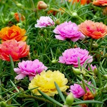 Comprar 100 Semillas De Verdolaga Doble Variada Jardín Exotica Rara