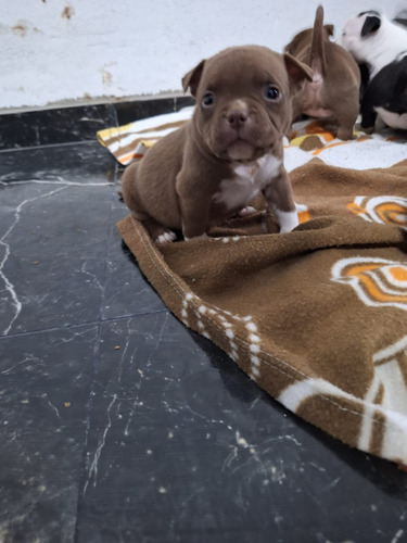 American Bully