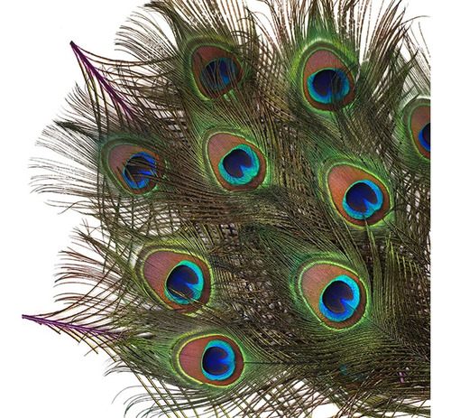 Material Atado Mosca Pluma Ojo Pavo Real Peacock Eyes