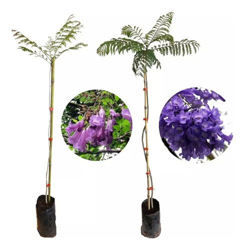 1 Arbol De Jacaranda De Calor (negra) Variedad Rara Flor Gde