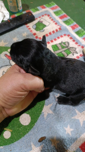 Schnauzer Mini Macho: Compañero Ideal Para Tu Hogar Negro