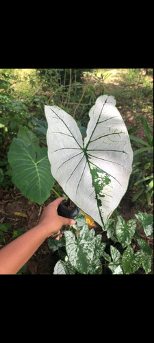 Kit 10 Caladium Branco (bulbos)