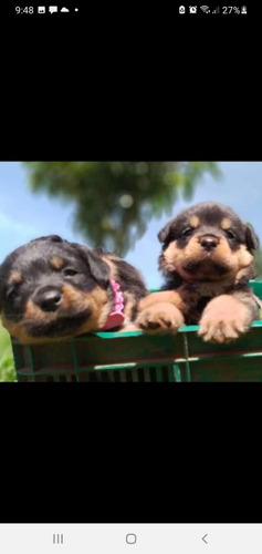 Venta De Cachorros Rottweilers De Costa Rica 