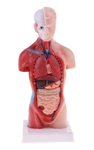 Coração Humano Do Corpo Esqueleto Das Vísceras Do Torso 28cm