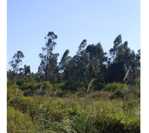 Vendo Campo De 12 Has Forestado Muy Cerca De La Ciudad Consulte Y Coordine Una Visita!!!!!!!