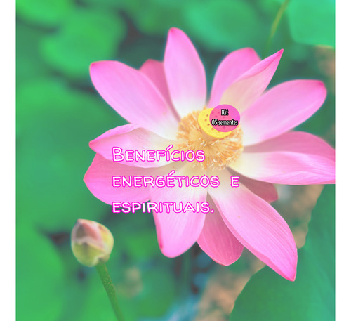 5 Sementes Flor De Lótus Rosa Sagrada Nelumbo Nucifera