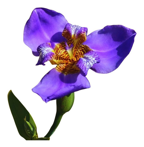 Iris Azul - 1 Muda Pequena