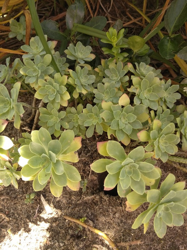 Plantas Tunas Suculentas Grandes