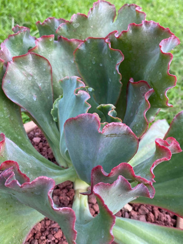 Imagen 4 de 4 de Echeveria Rulosa Exótica - Planta Suculenta Grande