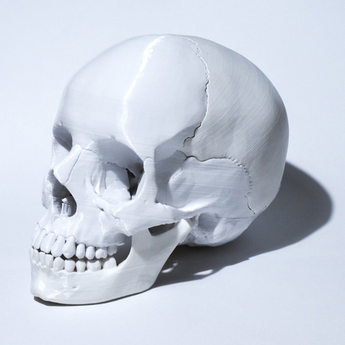 Cráneo Anatómico 3d - Tamaño Real - Human Calavera - Premium