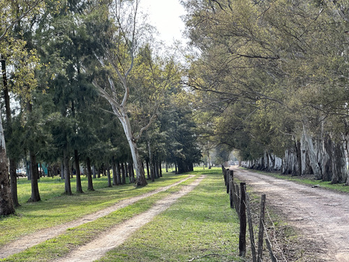 Campo En Venta En Brandsen. 5 Has Sobre Ruta En Brandsen