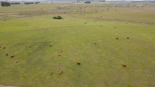 Campo Ganadero En Rocha 350ha (ref: Atm-7301)