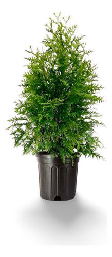 Planta Arbol De Navidad Verde Nevado