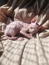 Comprar Gatos Sphynx Con Pedigree Nacional Y Pedigree Wcf