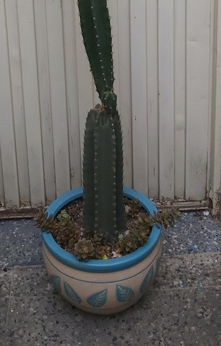 Maceta Cerámica 30cm Con Cactus Grande (Usado)