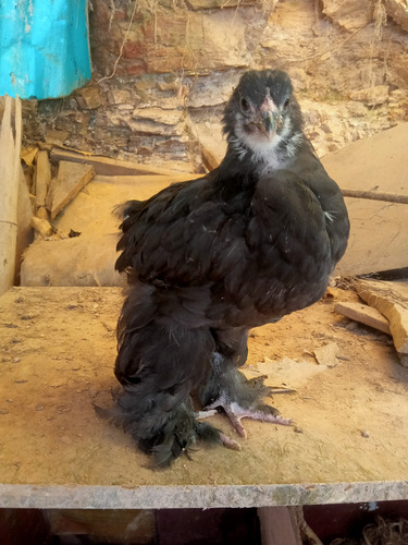 Gallos Gigante De Raza Jersey (Usado)