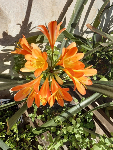 Planta Clivia Exterior Sol Y Sombra 