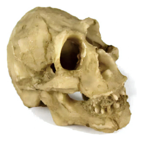 Nomoy Pet Enfeite Crânio De Neandertal 5cm ( Ns-91 )