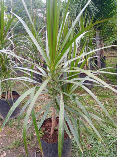 Imagen 3 de 10 de Palmera Marginatta - Hermosa - E.gratis Caba Y Gba