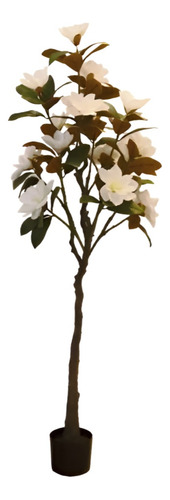 Planta Magnolio Maceta