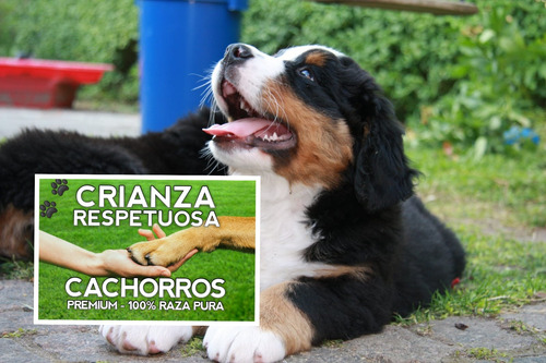 Cachorros Boyero De Berna, Machos Y Hembras Robustos, Puros