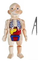 Comprar Boneco Corpo Humano Anatomia Órgãos Internos 3d Educativo