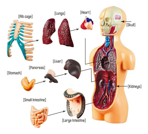 Modelo De Cuerpo De Torso Humano, Anatomía Anatómica,