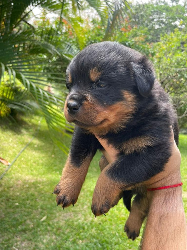 Rottweiler Listos Para Entrega Inmediata 