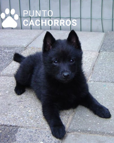 Ovejero Belga 14 Negro