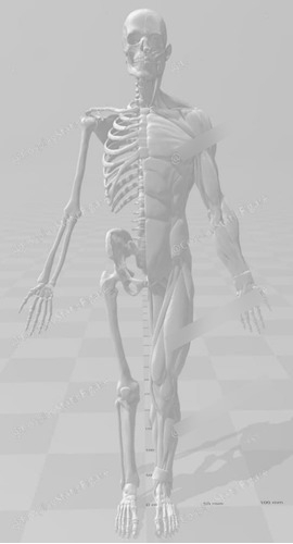 Anatomia Humana  - Archivo Stl Para Impresion 3d Jun 21