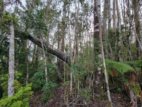 Espectacular Parcela Con Bosque En Condominio Las Tranqueras