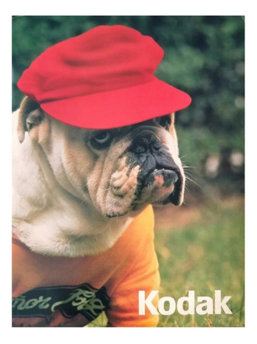 Kodak Aviso Publicitario Año 82 Bulldog Fotografía Vintage 