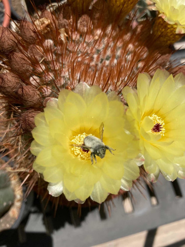 Semillas Cactus: Notocactus Scopa