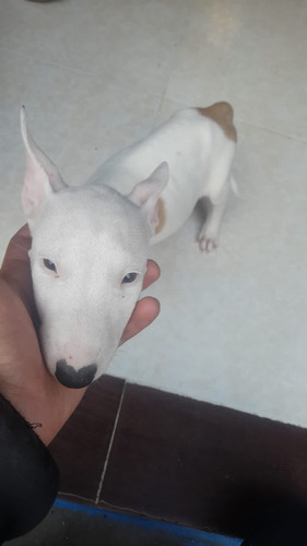 Cachorros Bull Terrier Eje Cafetero Animal Pets Colombia 