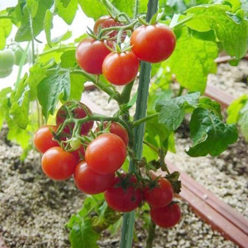 Imagen 6 de 7 de Tutores Para Plantas Largo 90 Cm.