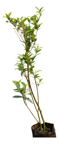 Planta Cerella En Produccion 80 Cm Maceta 5 Litros Ultimos 3