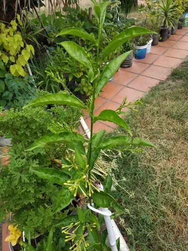 Planta Dama De La Noche