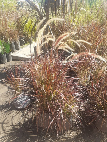 Imagen 2 de 5 de Pennisetum Setaceum, Cola De Zorro 10lts