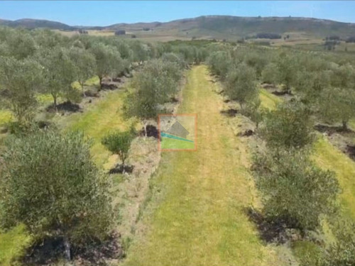 Imagen 8 de 14 de Campo De Olivos 324 Has En Los Caracoles