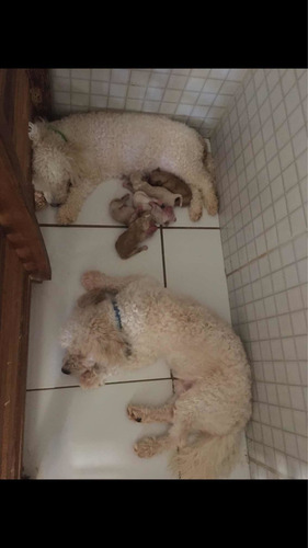 Imagem 1 de 2 de Filhotes Poodle