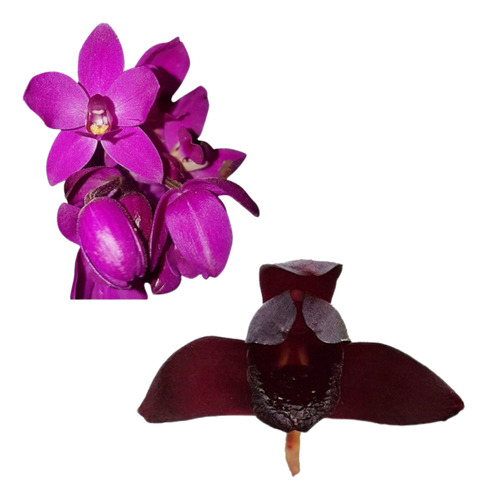 Kit Orquídea Cheiro De Uva Grapete+orquídea Negra Adulta