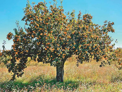 Tejocote, Tecojote, Orgánico Para Maceta Enano (con Semillas