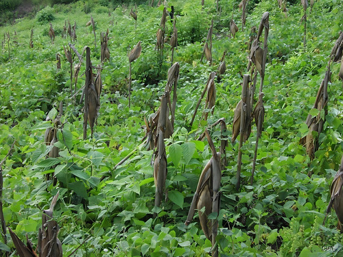 Mucuna Preta - Recuperação De Solo E Nutrição Animal 2 K