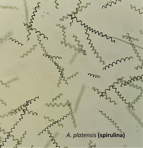 Cepa De Spirulina,chlorella,nannochloropsis-cultivosvivos