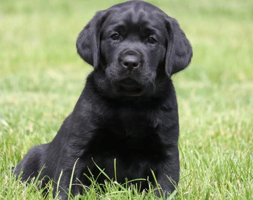 Labrador Negro Unicos Genetica Unica Criadero Chascomús