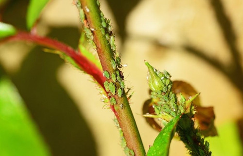 Insecticida Sistémico Translaminar Abamectina Ak-min 1 Lt