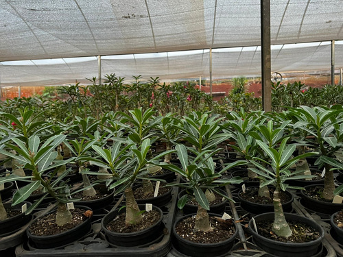 Enxerto Rosa Do Deserto Flor Gigante Vermelha Mesclada Lm119