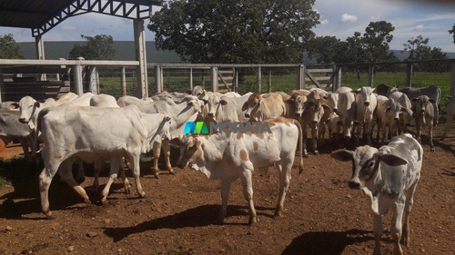 Imagem 9 de 15 de Fazenda - Zona Rural - Ref: 5300 - V-mta5300