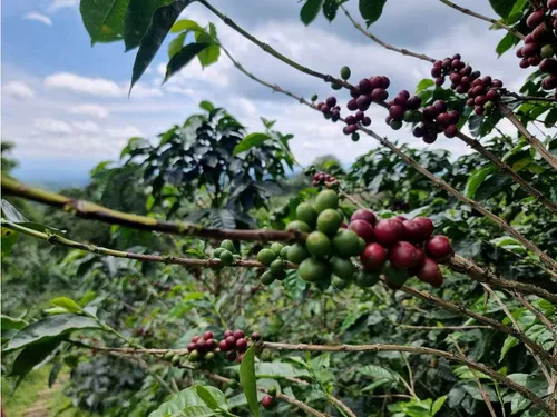 En Venta Finca Cafetera Certificada En Filandia Quindio